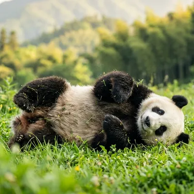 Panda partial